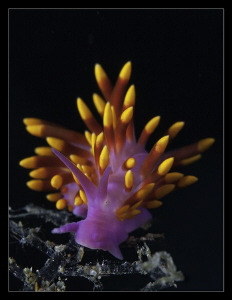 Trinchesia Sibogea by Charles Wright 